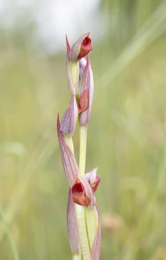 Serapias parviflora e ibridi (Mugello)